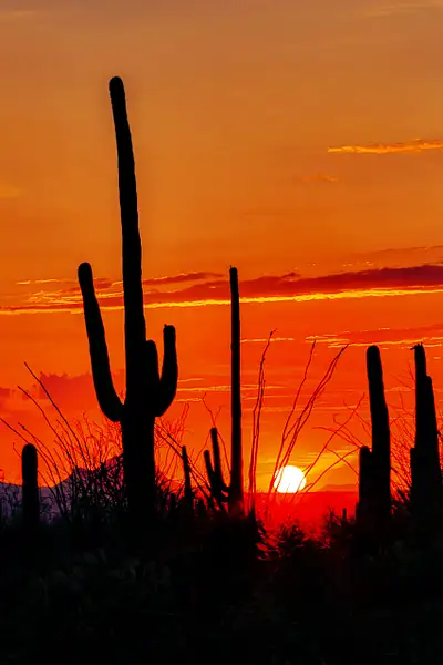 Subset at Saguaro National Park by JohnDukesPhotography