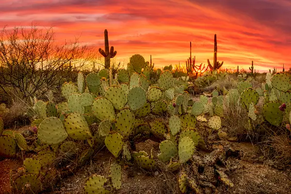 Saguaro National Park-1 by JohnDukesPhotography
