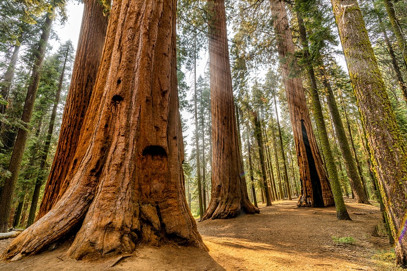 Sequoia National Park Giant Trees