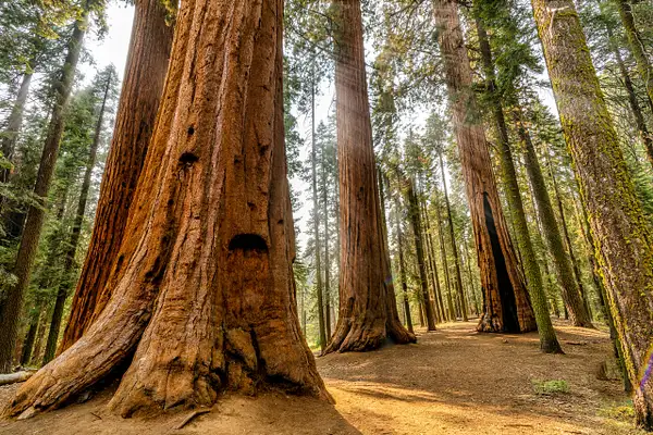 Sequoia National Park Giant Trees by JohnDukesPhotography
