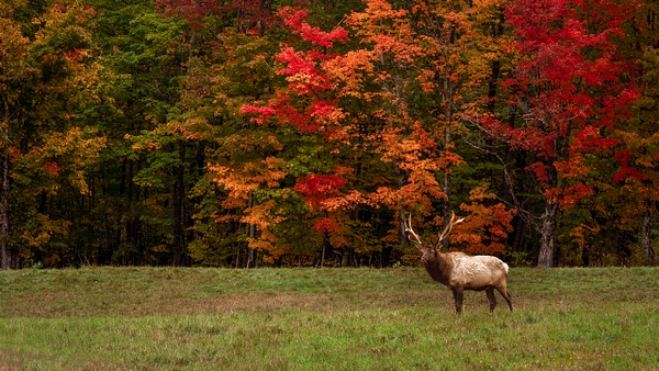Elk in Benezette PA - John Dukes Photography