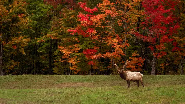 Elk in Benezette PA by JohnDukesPhotography