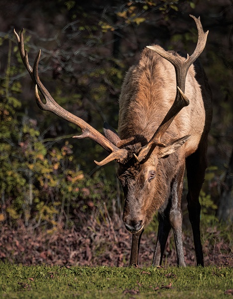 Elk - Grand Teton National Park - Wildlife Photography - John Dukes Photography 