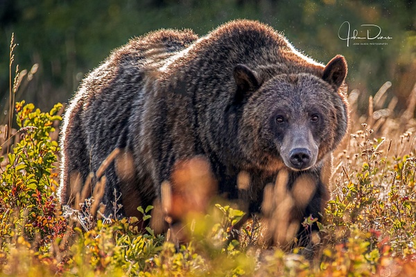 Grizzly Bear-1 - John Dukes Photography