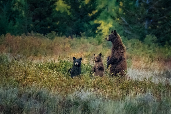 Bear Family in Montana - Wildlife Photography - John Dukes Photography 
