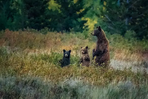 Bear Family in Montana by JohnDukesPhotography