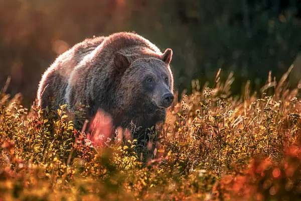 Grizzly Bear - Glacier National Park by...