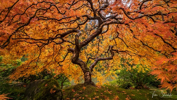 Japanese Maple HDR 4305 4K sRGB - Rockscapes - Tim Shields Landscape Photography 