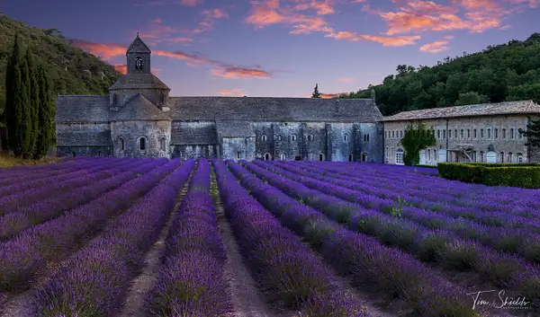 Lavender Fields by Tim Shields