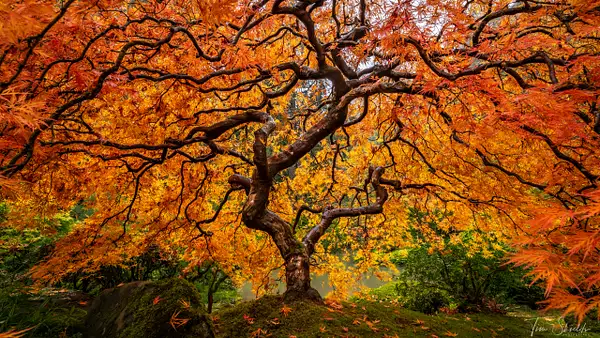 Japanese Maple by Tim Shields