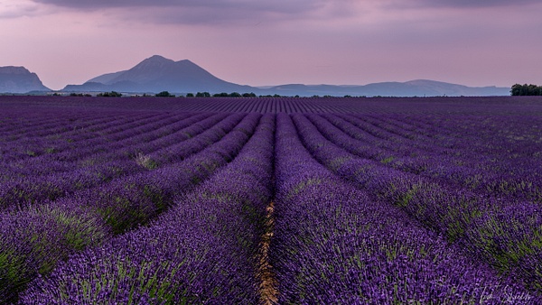 Lavender 2837 4k - Landscapes - Tim Shields Photography