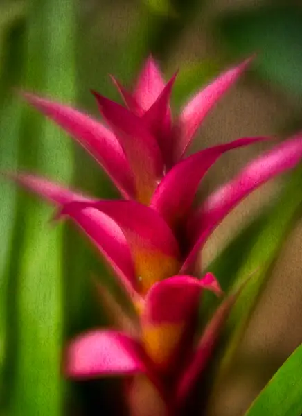 Bandon botanical-109-Edit-2 by jaxphotos