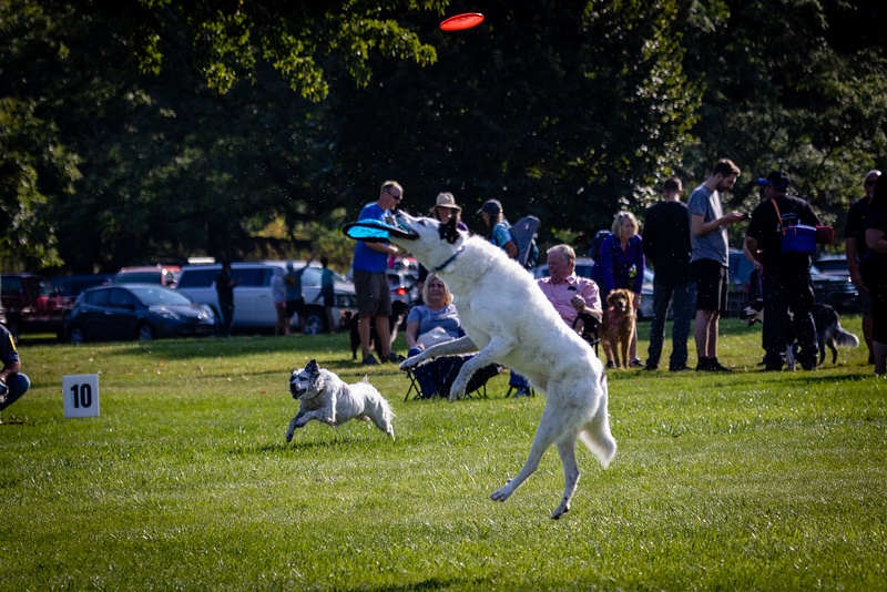 Dog Frisbee-117