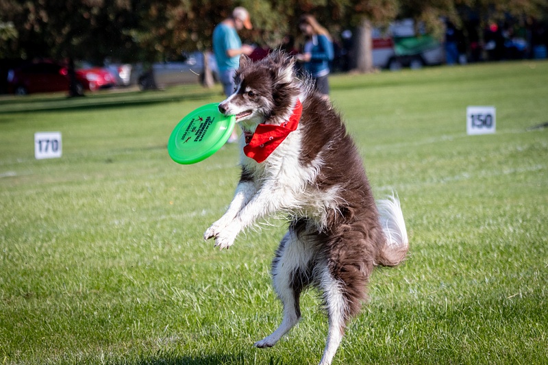 Dog Frisbee-97