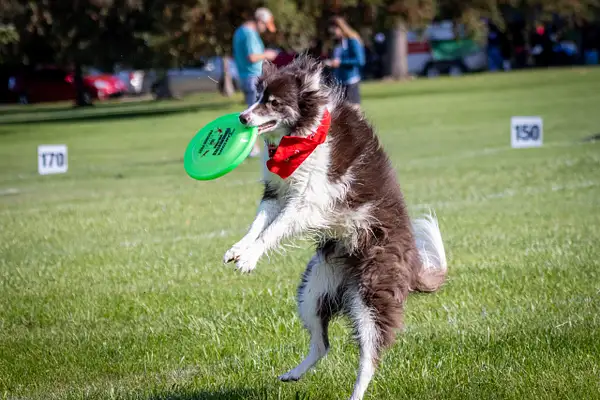 Dog Frisbee-97 by jaxphotos