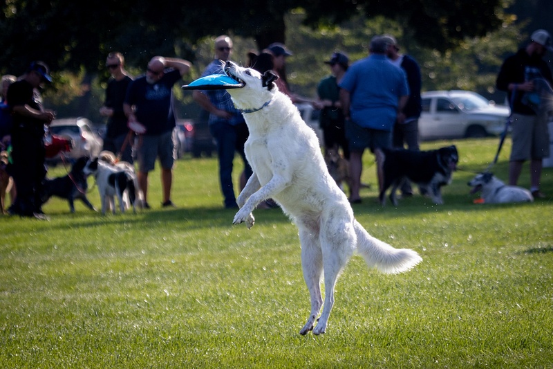 Dog Frisbee-142