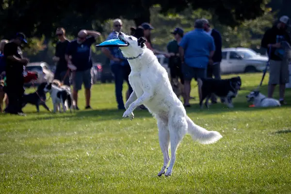 Dog Frisbee-142 by jaxphotos