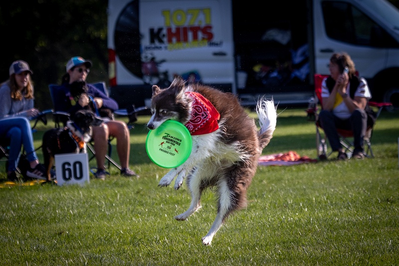 Dog Frisbee-140