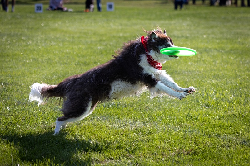 Dog Frisbee-89