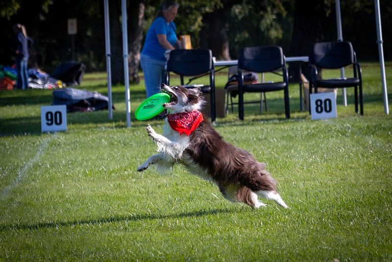 Dog Frisbee-80