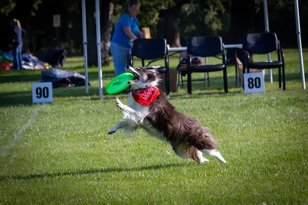 Dog Frisbee-80 by jaxphotos