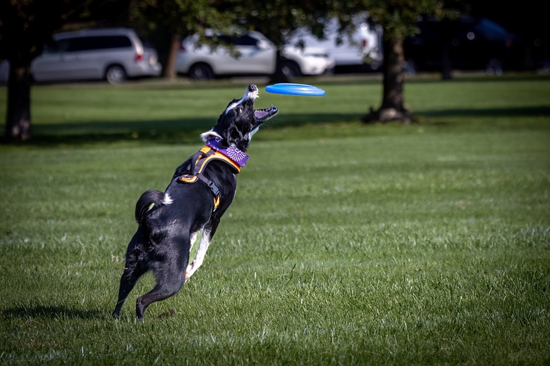 Dog Frisbee-217-Edit