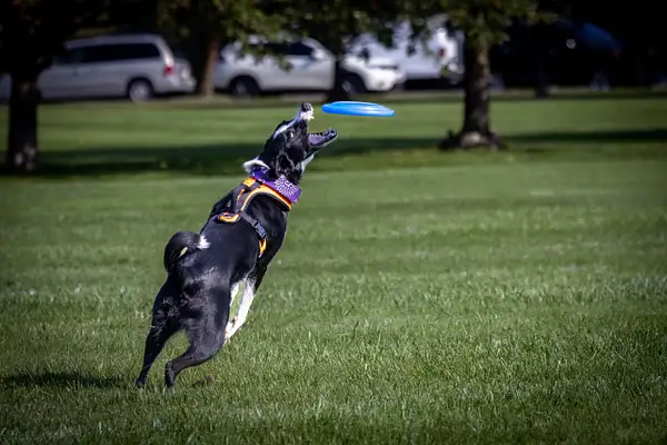 Dog Frisbee-217-Edit by jaxphotos