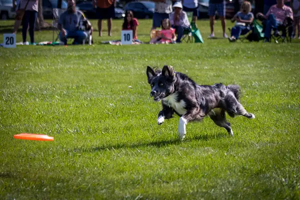 Dog Frisbee-258-Edit by jaxphotos