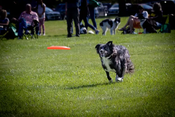 Dog Frisbee-256 by jaxphotos