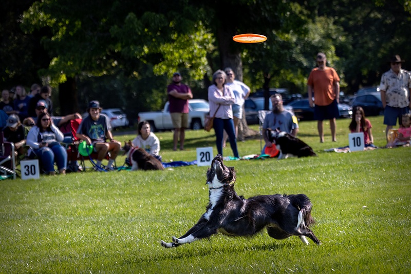 Dog Frisbee-267-Edit-Edit