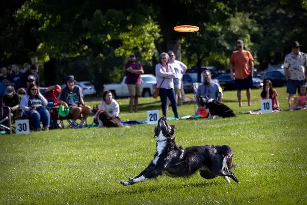 Dog Frisbee-267-Edit-Edit by jaxphotos