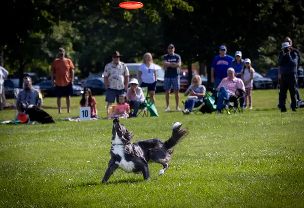 Dog Frisbee-266 by jaxphotos