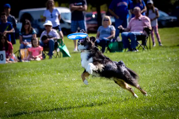Dog Frisbee-302-Edit by jaxphotos