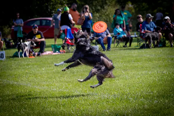 Dog Frisbee-271 by jaxphotos