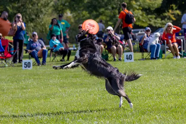 Dog Frisbee-270-Edit by jaxphotos