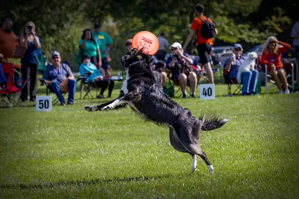 Dog Frisbee-270-Edit-Edit by jaxphotos