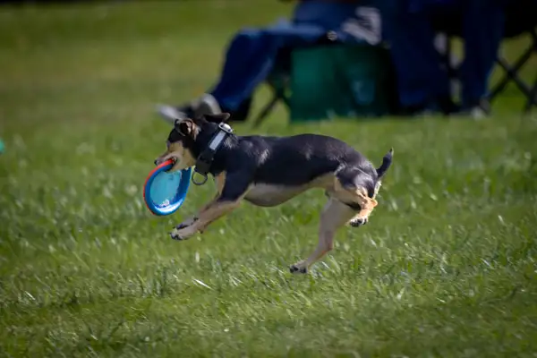 Dog Frisbee-448 by jaxphotos