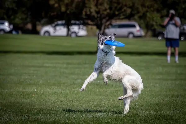 Dog Frisbee-470 by jaxphotos