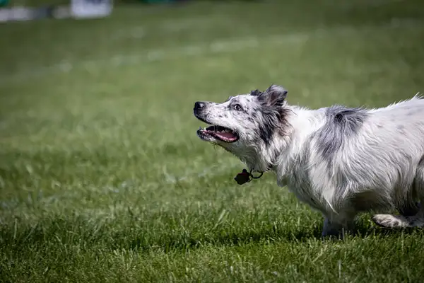 Dog Frisbee-455 by jaxphotos
