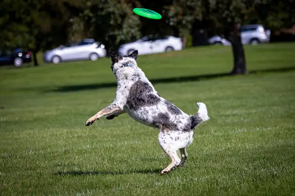 Dog Frisbee-330 by jaxphotos