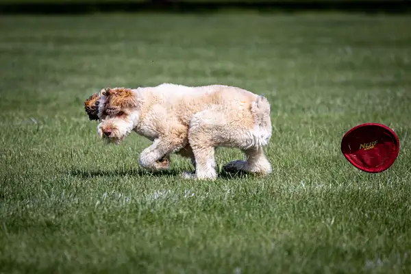 Dog Frisbee-505 by jaxphotos