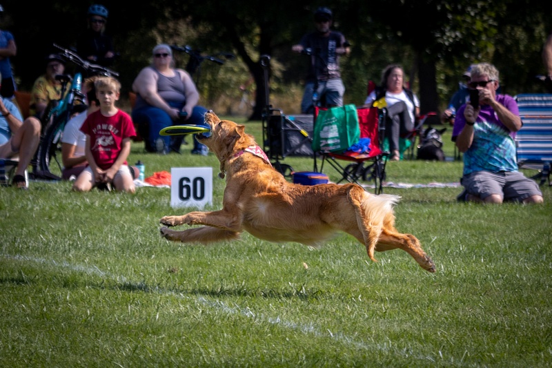 Dog Frisbee-516