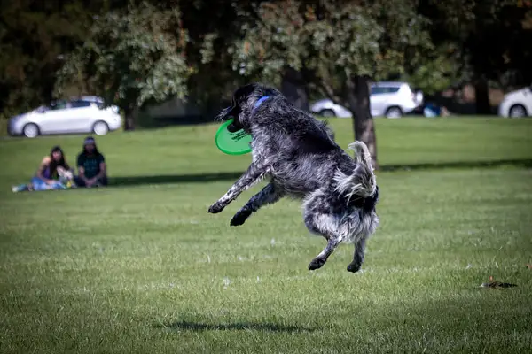 Dog Frisbee-499 by jaxphotos