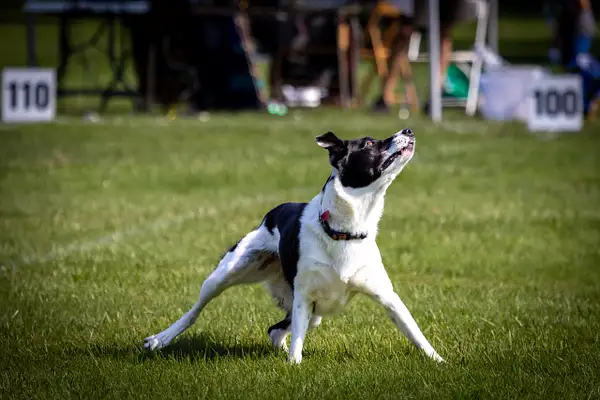 Dog Frisbee-509 by jaxphotos