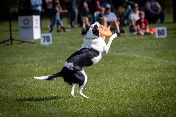 Dog Frisbee-479 by jaxphotos