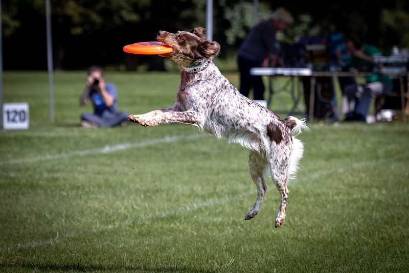 Dog Frisbee-669-Edit