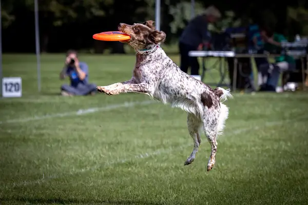 Dog Frisbee-669-Edit by jaxphotos