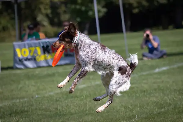 Dog Frisbee-670-Edit by jaxphotos