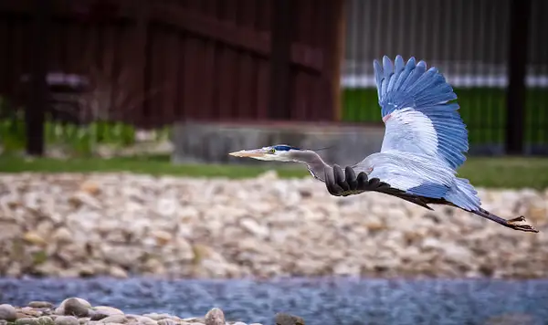 Blue Heron April-12-Edit by jaxphotos