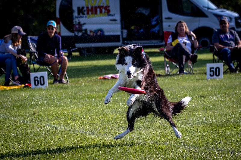 Dog Frisbee-87